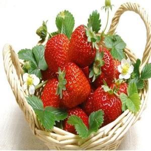 草莓香精食品和饲料添加剂生产厂家,批发商-盖德化工网